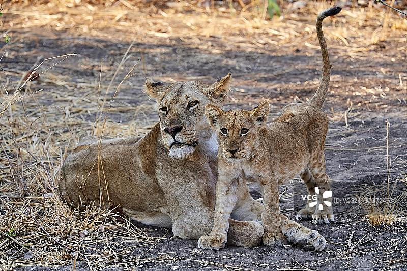 非洲(豹狮)，母狮带着孩子，南卢安瓜国家公园，赞比亚，非洲图片素材