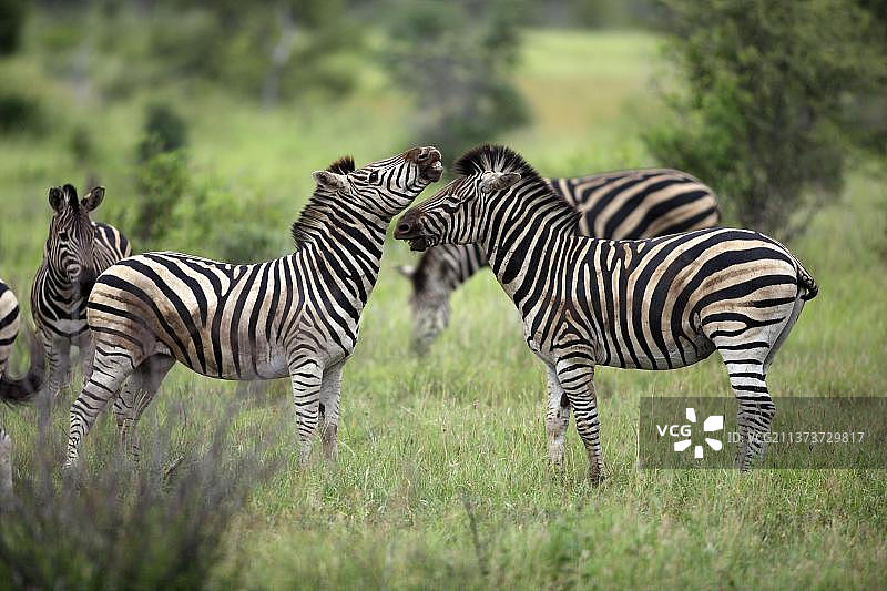 波切尔斑马，克鲁格国家公园，南非，非洲图片素材