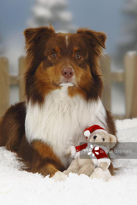 澳大利亚牧羊犬，红色三头犬，泰迪熊，玩具图片素材