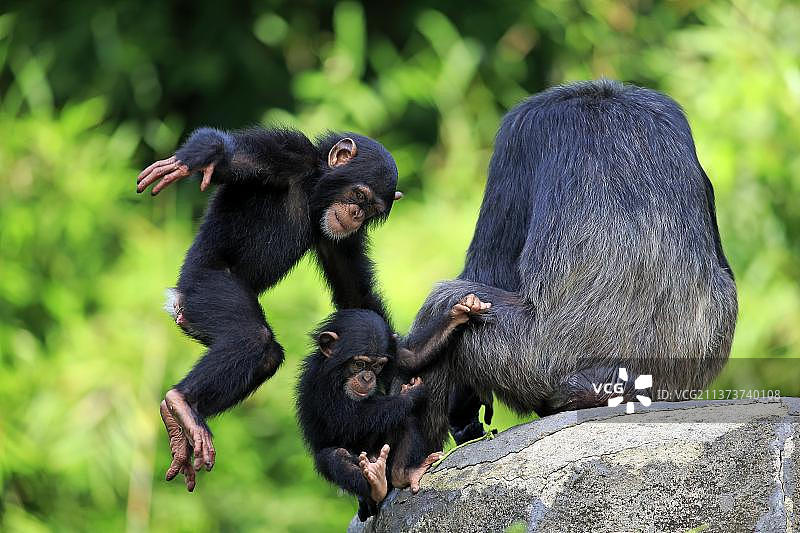 非洲的黑猩猩(泛穴居人)，年轻、亚成年和雌性图片素材