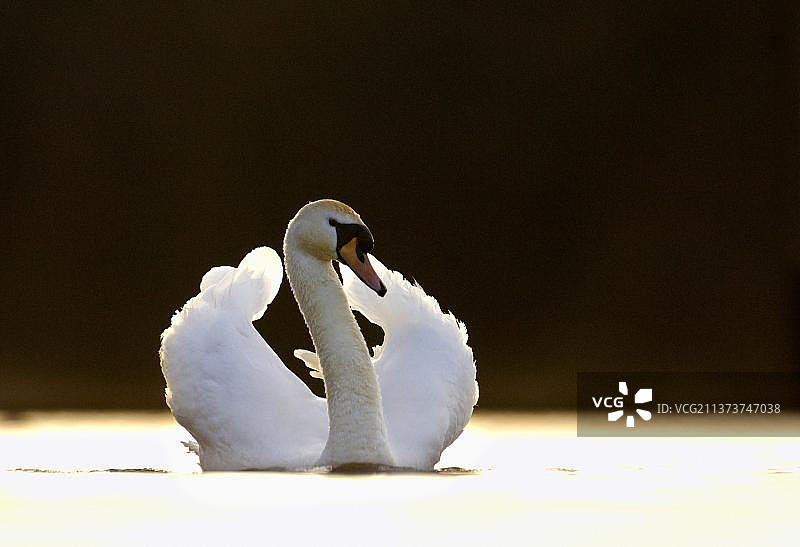 英国，欧洲，德比郡，成年疣鼻天鹅(Cygnus颜色)，在傍晚的阳光下游泳，摆出威胁姿势图片素材