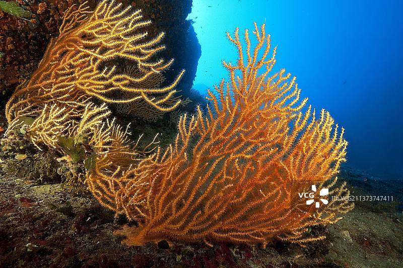 黄黄色柳珊瑚，扇珊瑚，产自地中海图片素材