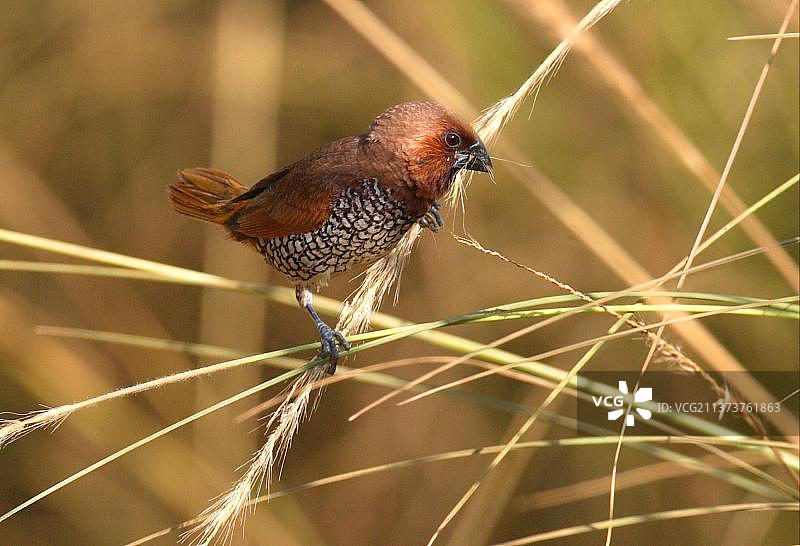 有鳞的胸部文鸟(Lonchura punctulata)成年，以草籽为食，中央邦，印度，亚洲图片素材