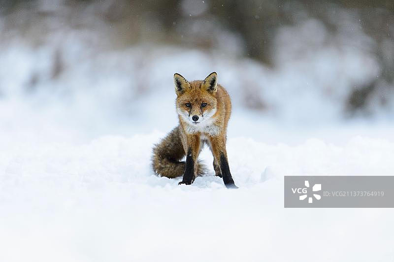 红狐狸，红狐狸，狐狸，狐狸，犬科动物，捕食者，哺乳动物，动物，欧洲红狐狸(Vulpes Vulpes)成年，站在雪上，坎诺克Chase，斯塔福德郡，英国，欧洲图片素材