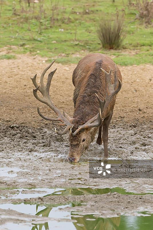 马鹿(Cervus elaphus)成熟的雄鹿，饮酒，站在泥浆打滚在发情季节，米斯米尔RSPB保护区，萨福克，英格兰，英国，欧洲图片素材