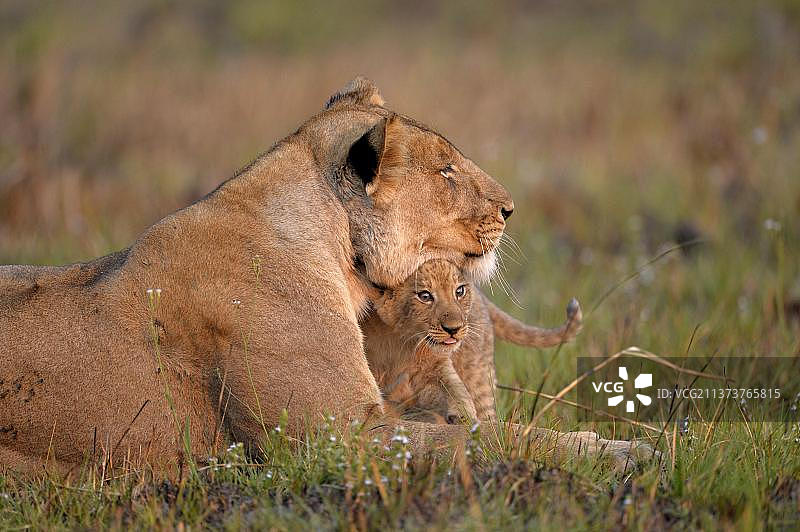 安哥拉狮，安哥拉狮，安哥拉狮，捕食者，哺乳动物，动物，西南非洲狮(Panthera leo bleyenberghi)成年雌性与幼c图片素材