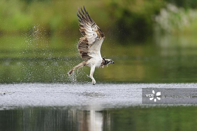 西方鱼鹰(Pandion halaetus)成年，在飞行中，从小洛坎起飞，罗蒂穆尔克斯森林，斯特拉斯佩，凯恩戈姆斯，苏格兰高地，英国，欧洲图片素材