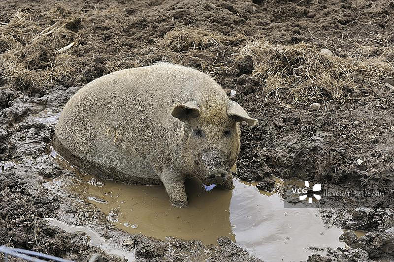 Domestic pig, Mangalitsa gilt, wallowing in mud, England, United Kingdom, Europe图片素材