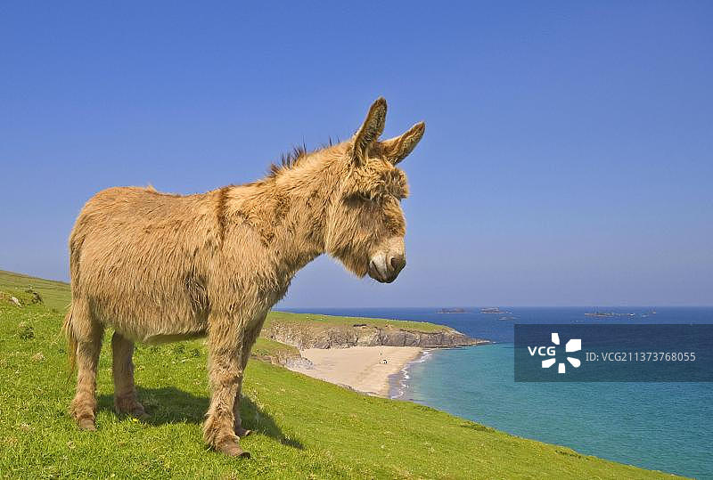 欧洲爱尔兰克里郡布拉斯基特群岛，一头成年驴，马蹄杂草丛生，站在海岸悬崖的顶端图片素材