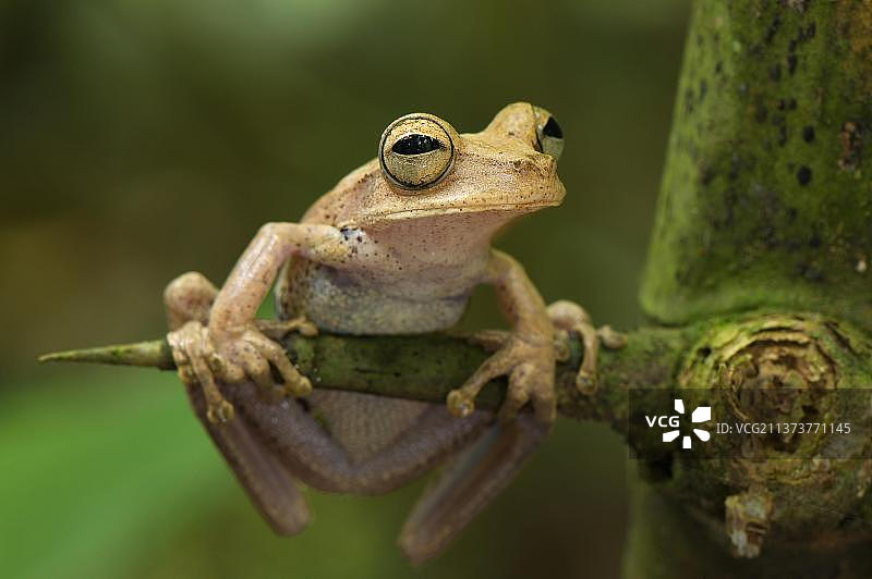 Guenther的带状树蛙(Hypsiboas fasciatus)，成年，贴在脊椎上，Los Amigos生物站，马德雷德迪奥斯亚马逊，秘鲁，南美洲图片素材