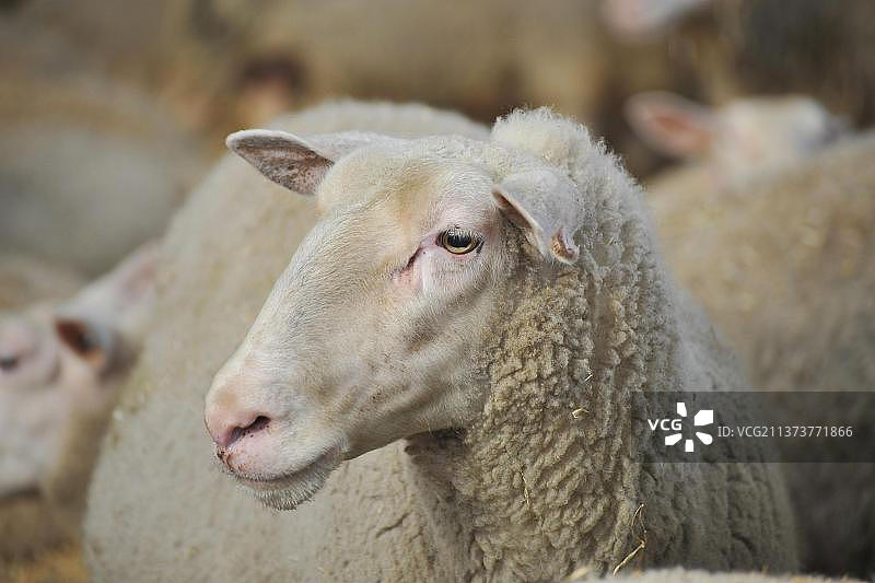 家养绵羊，弗里斯兰母羊，头部特写，奶牛场，Chipping，兰开夏郡，英格兰，英国，欧洲图片素材