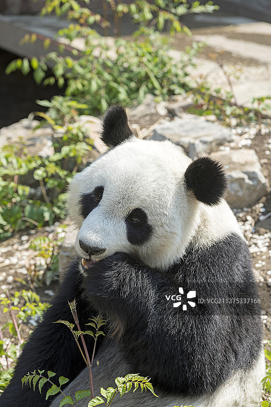 憨态可掬的国宝大熊猫特写图片素材