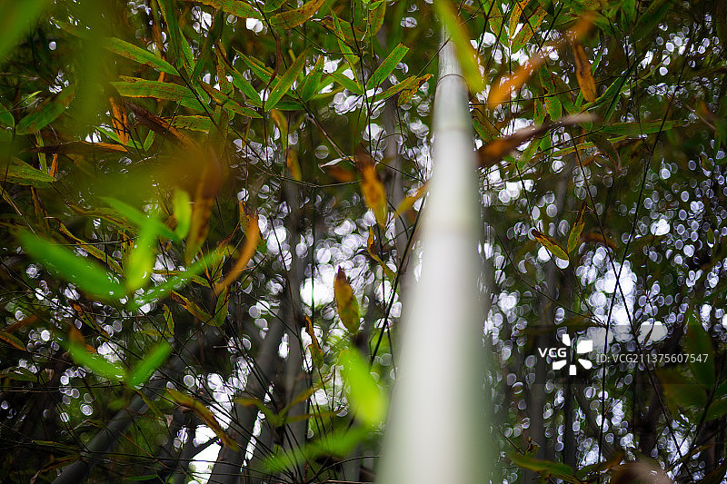 竹林里的竹子图片素材