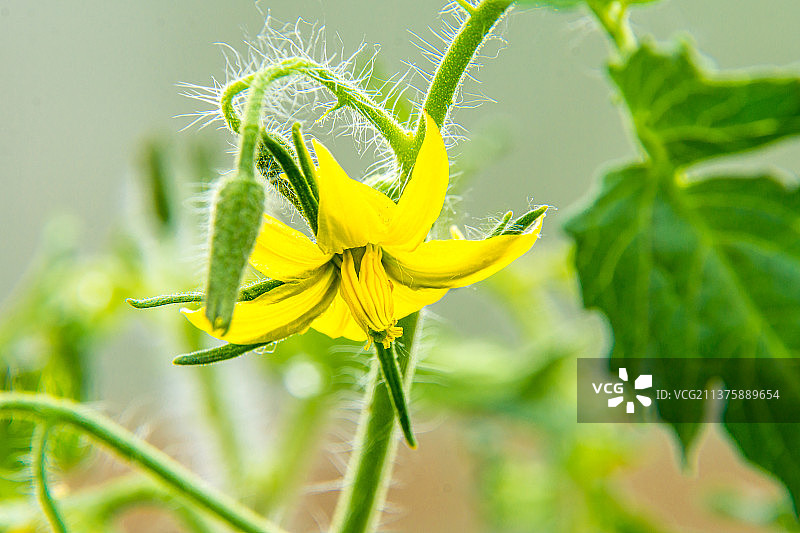 一株茄科黄色的番茄花在温室里盛开图片素材