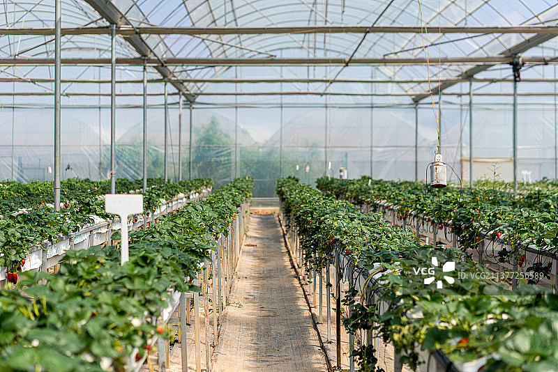 基质栽培 草莓 大棚 一串草莓 现代农业主题图片素材