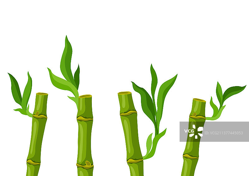 青竹的茎和叶图片素材