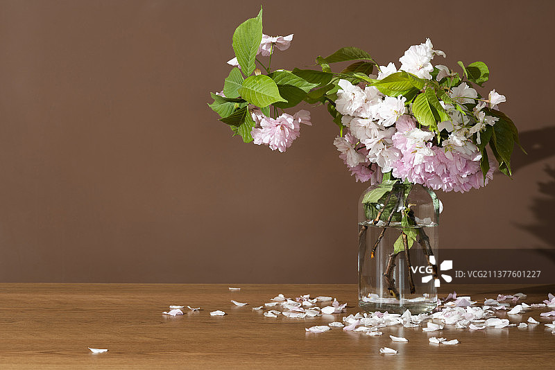 桌子上插在玻璃瓶里的樱花 掉落的花瓣图片素材