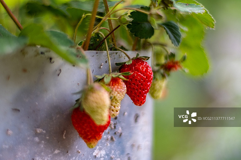 四川省绵阳市大棚内新鲜生长的草莓图片素材