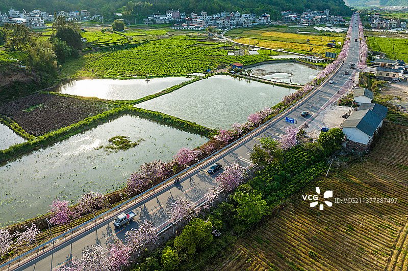 广西蒙山紫荆花开粉色满城吸引游人图片素材