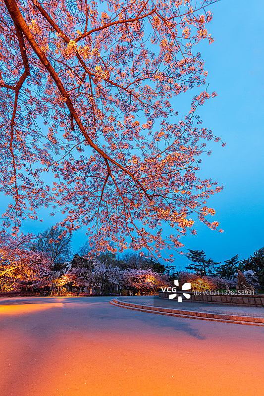 春季樱花夜景图片素材