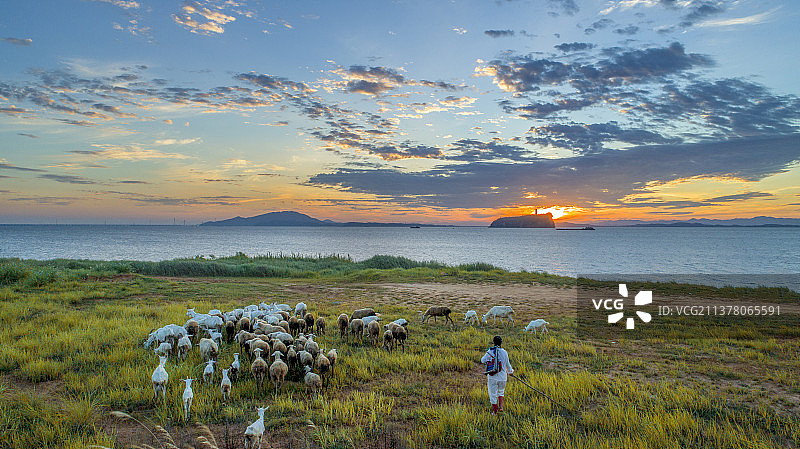 夕阳中牧场上的羊群图片素材
