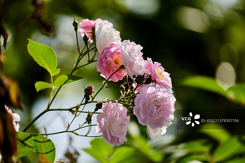 盛开的蔷薇花图片素材