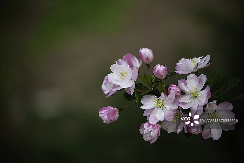 一簇粉色海棠花图片素材