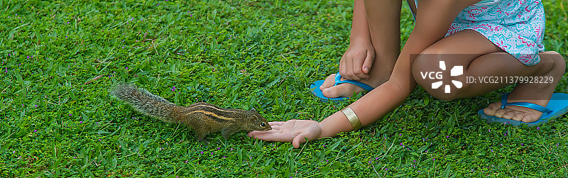 一个孩子喂棕榈松鼠选择性聚焦图片素材