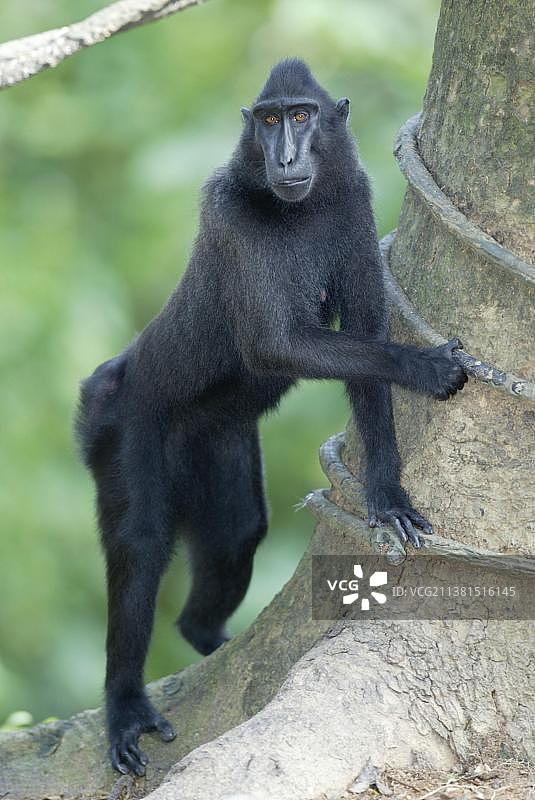 苏拉威西冠黑猕猴(黑猴)，Schopfmakak /图片素材