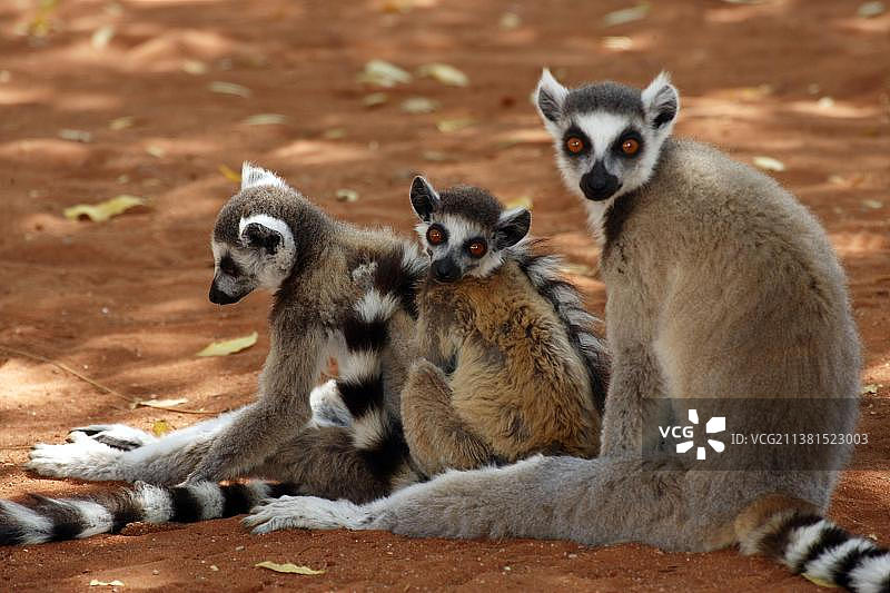 环尾狐猴(狐猴卡塔)与年轻，Berenty私人保护区，马达加斯加，非洲图片素材