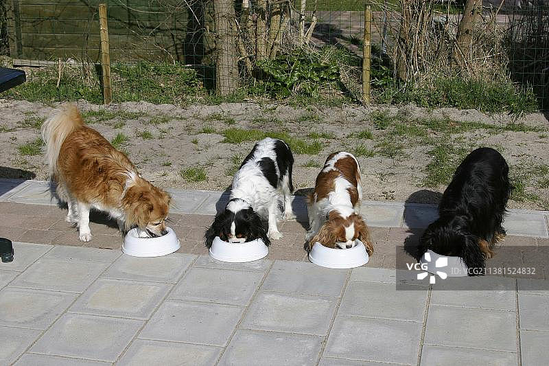 杂交狗和骑士查理士王猎犬吃他们的食物碗，食物碗图片素材