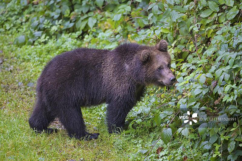 欧洲棕熊(大熊)，幼崽吃黑莓，俘虏图片素材