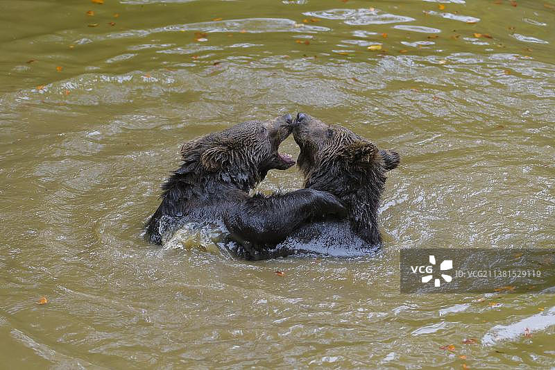 欧洲棕熊(大熊)，幼仔在池塘里打架，俘虏图片素材