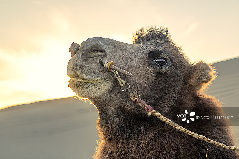 日落时的骆驼，沙丘前骆驼的面部特写图片素材