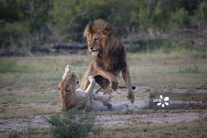 南非伦多洛兹野生动物保护区，一只雄性和雌性狮子，Panthera leo，在搏斗图片素材