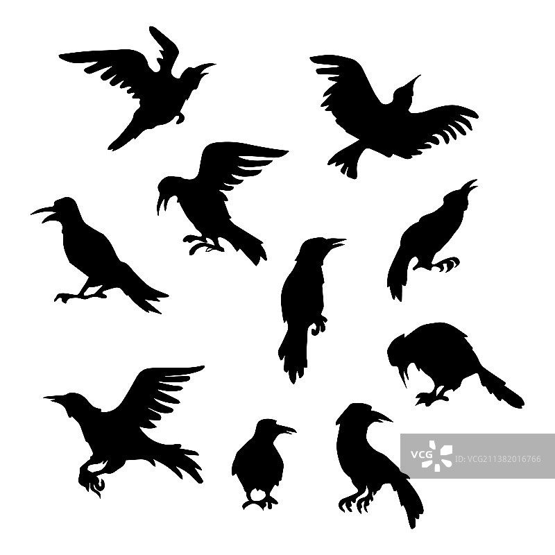 10只不同乌鸦的黑色剪影图片素材