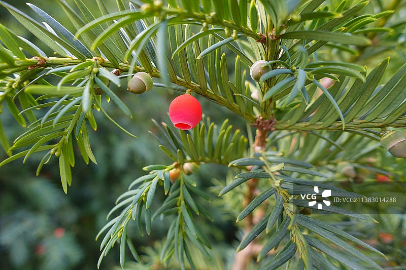 近距离的红色浆果生长在树上，白俄罗斯图片素材