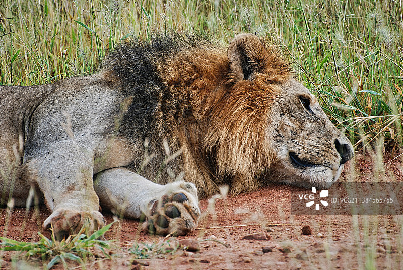 野生动物行走在风景优美的高草狮子休息在泥土，国家公园米库米，坦桑尼亚图片素材