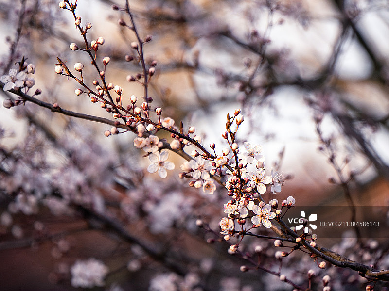 樱花，春天樱花的低角度视角图片素材