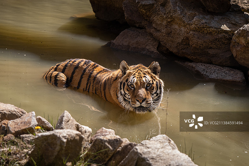 老虎在水中的高角度视图，阿尔德，法国图片素材