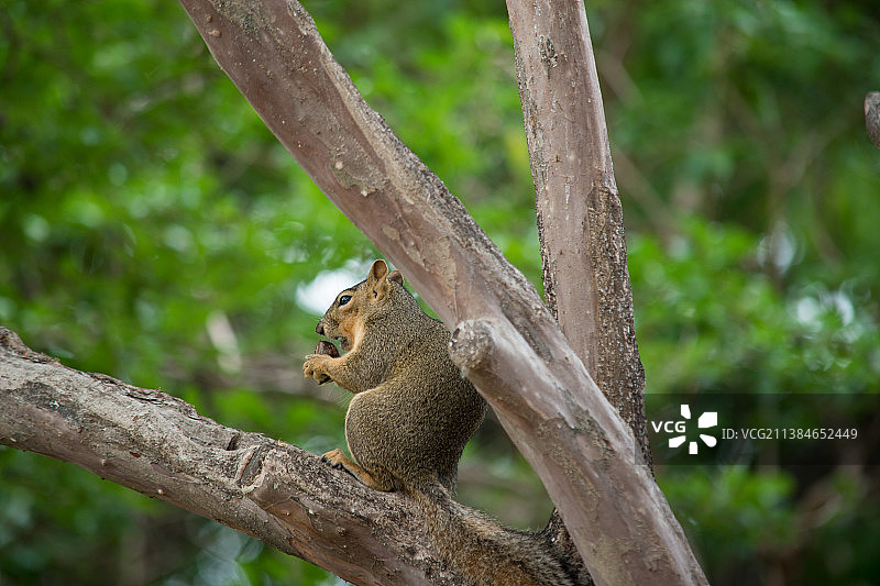 树上的灰松鼠的低角度视图，圣安东尼奥，得克萨斯州，美国，美国图片素材