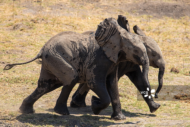 动物在野外散步风景优美的小象跑在干燥的土地湿的泥浆，丘比，博茨瓦纳图片素材