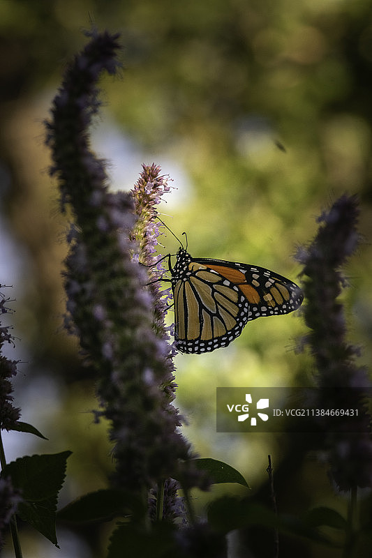 帝王蝶春季花栖，特写的蝴蝶在花上授粉，明尼苏达州，美国图片素材