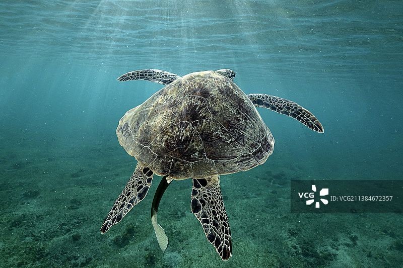 马约特的绿海龟，近景海绿色玳瑁海龟在海里游泳，马约特图片素材