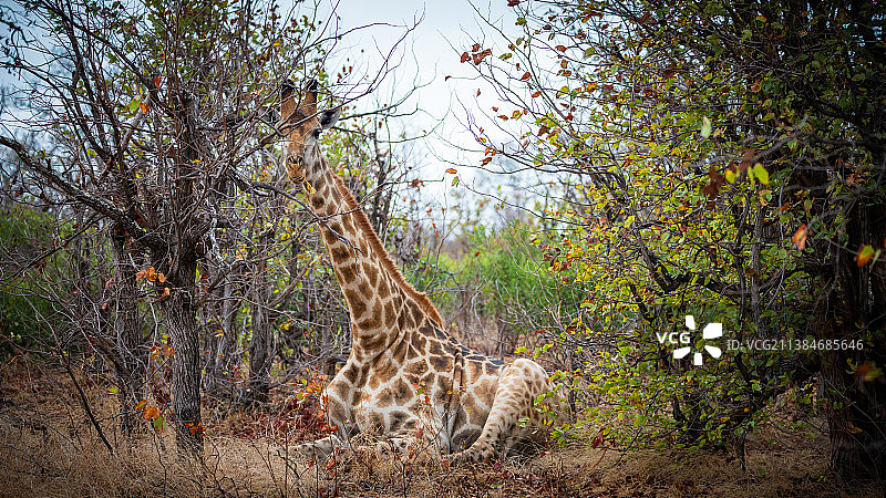 野生动物在风景优美的高草丛中休息长颈鹿图片素材