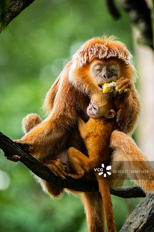 乌木叶猴与婴儿坐在树枝上的特写图片素材