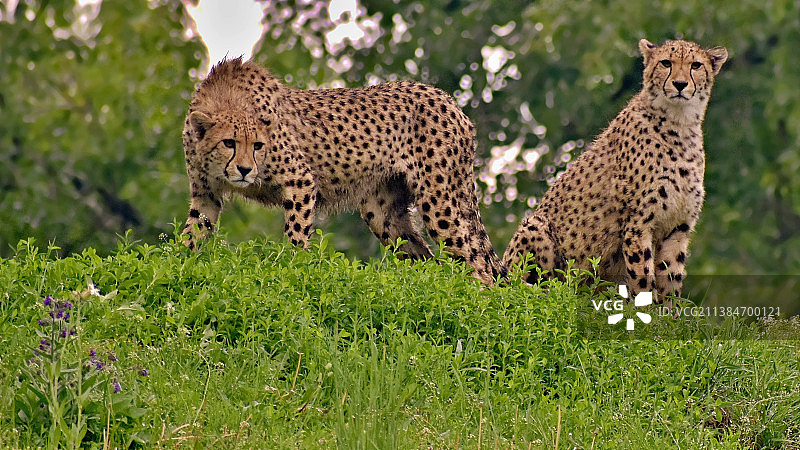 低角度视角特写的两个猎豹看相机从草地山坡图片素材