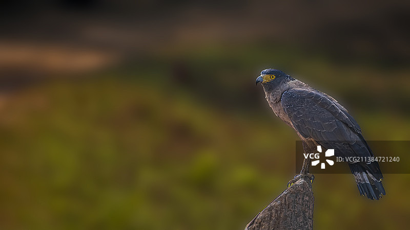 宏伟的CSE冠蛇鹰在一个干净的栖木与完美的背景可能，坎哈老虎保护区，中央邦，印度图片素材
