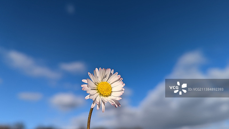 在阳光下盛开，白色开花植物对着蓝天的特写图片素材