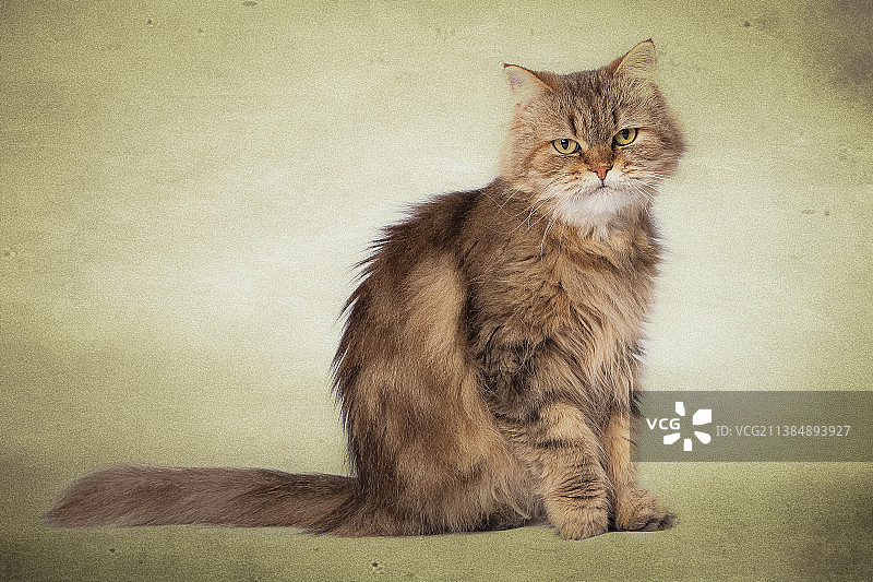 西伯利亚猫肖像，猫坐在墙上的肖像图片素材